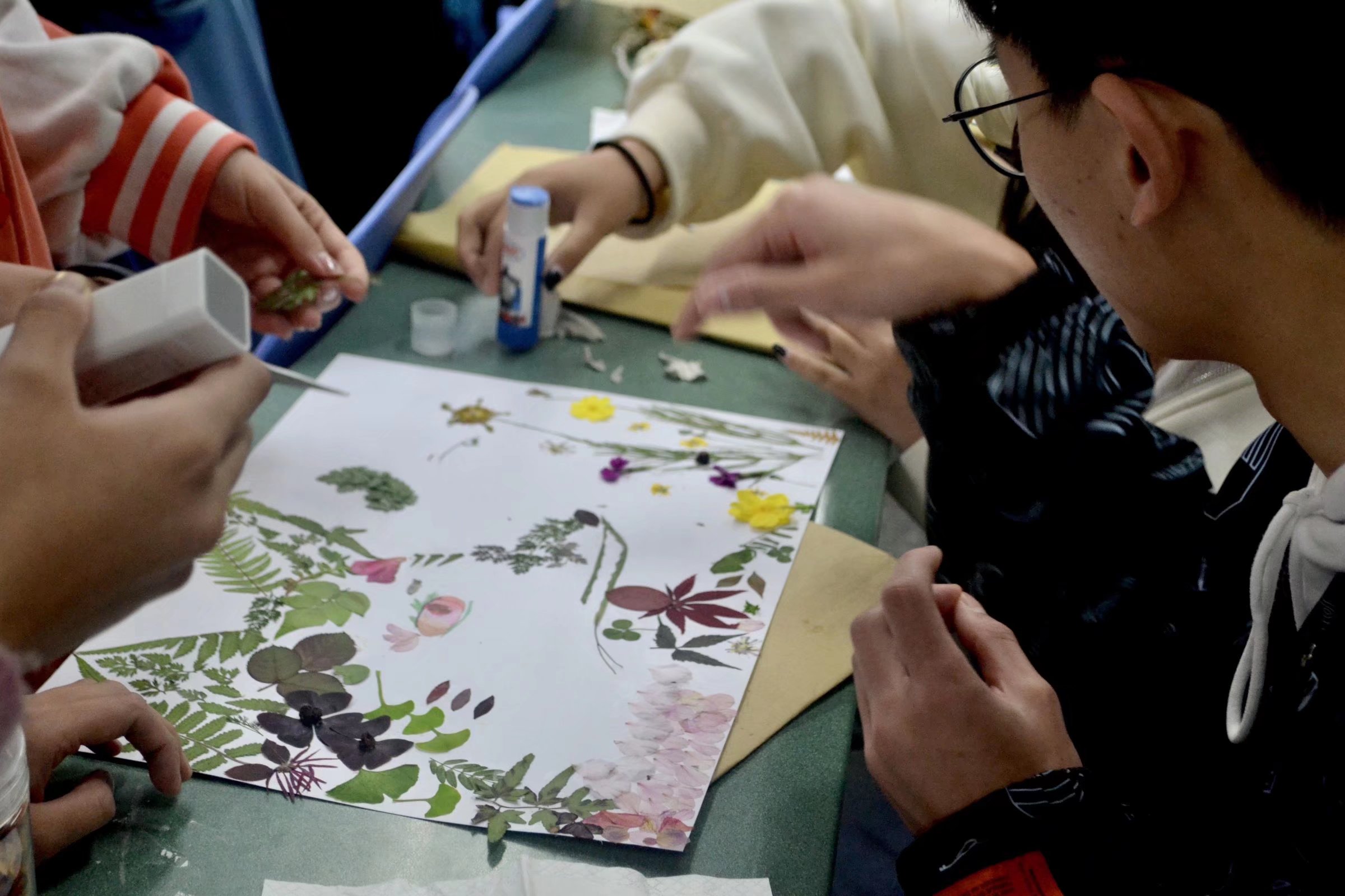 【本草社】“顾其名,思其意”中药标本制作大赛