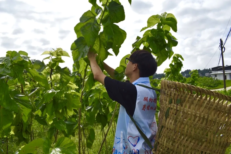 助力乡村振兴,共绘助农新画卷