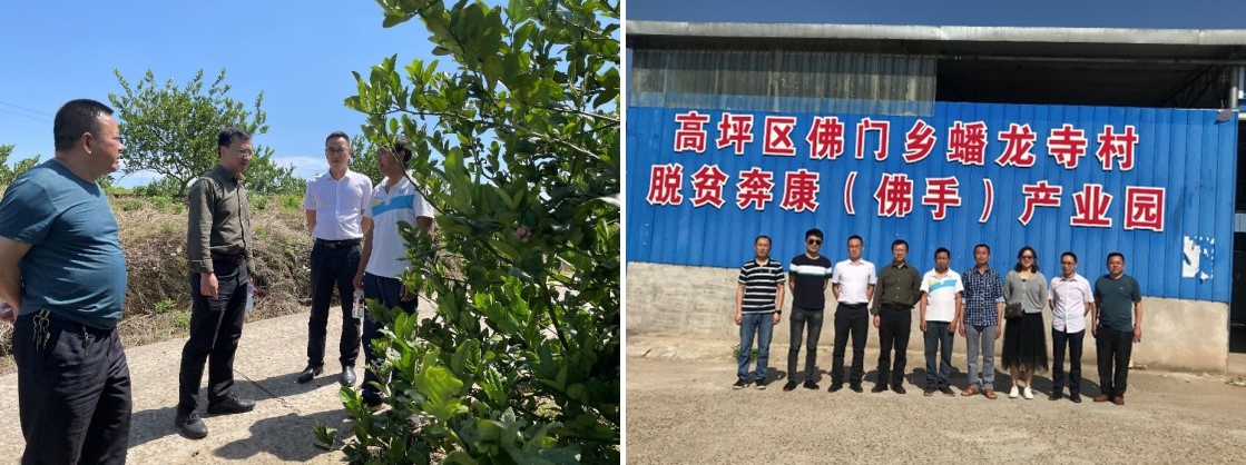 药学院赴高坪区佛门乡佛手种植基地考察交流