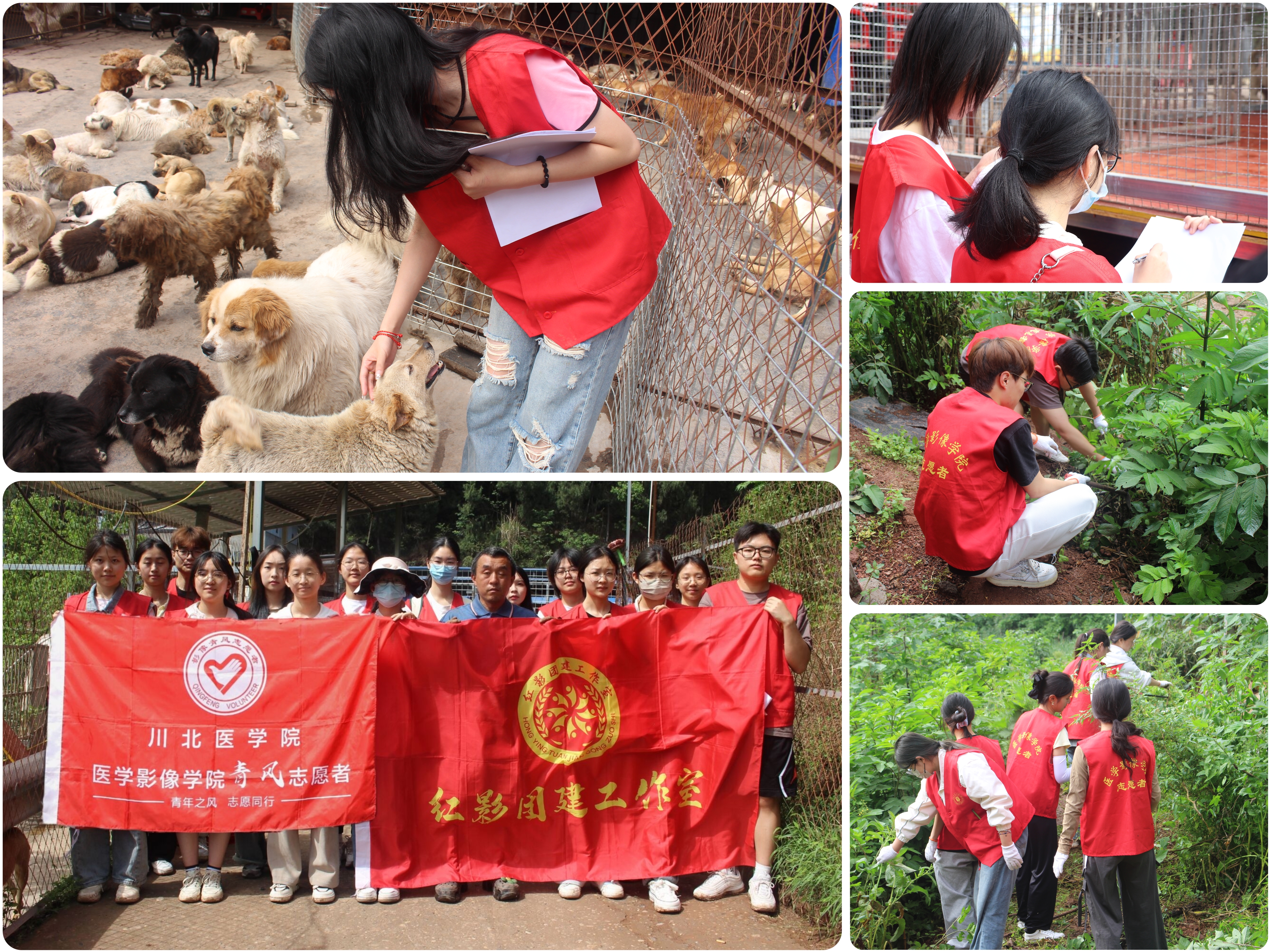 医学影像学院青风志愿服务队赴南充市顺庆区动物救助中心开展关爱流浪动物志愿服务活动