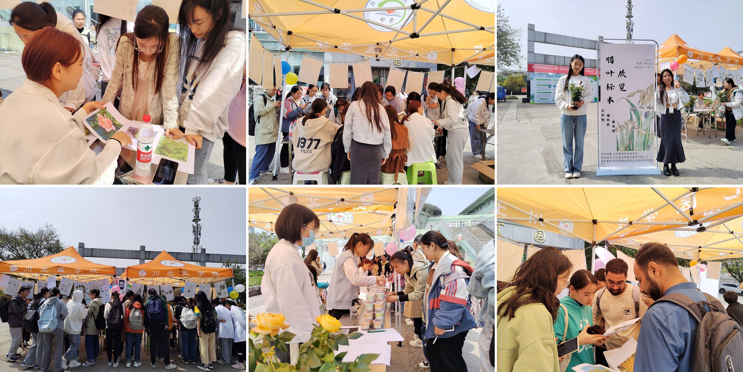 药学院开展第三届腊叶标本主题活动