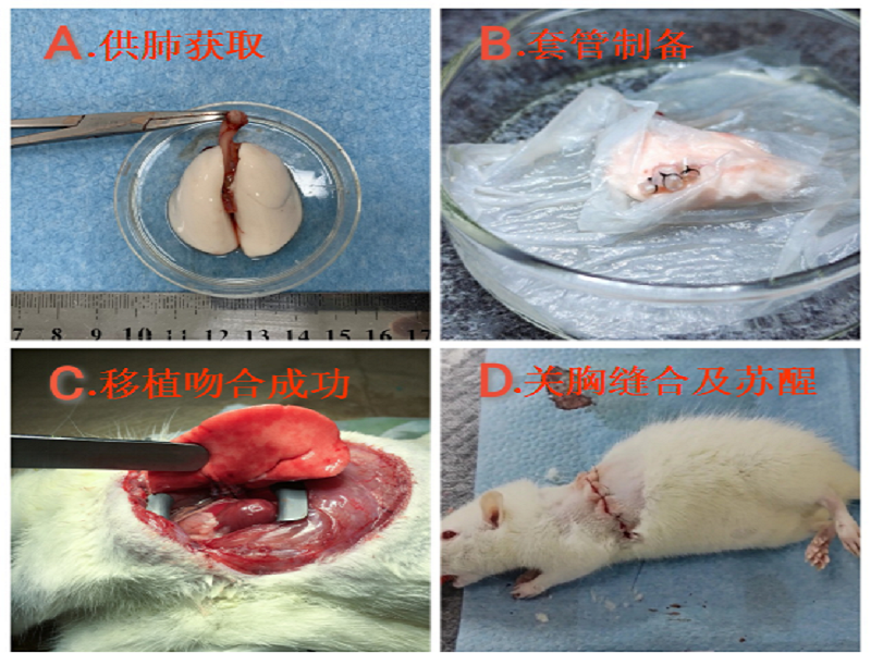 胸“星”外科学术团队成为国内首个独立完成“大鼠原位肺移植手术”的本科生团队