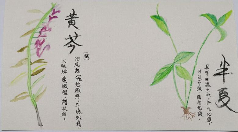 【本草社】国医精粹抗疫情,药香悠悠迎春归