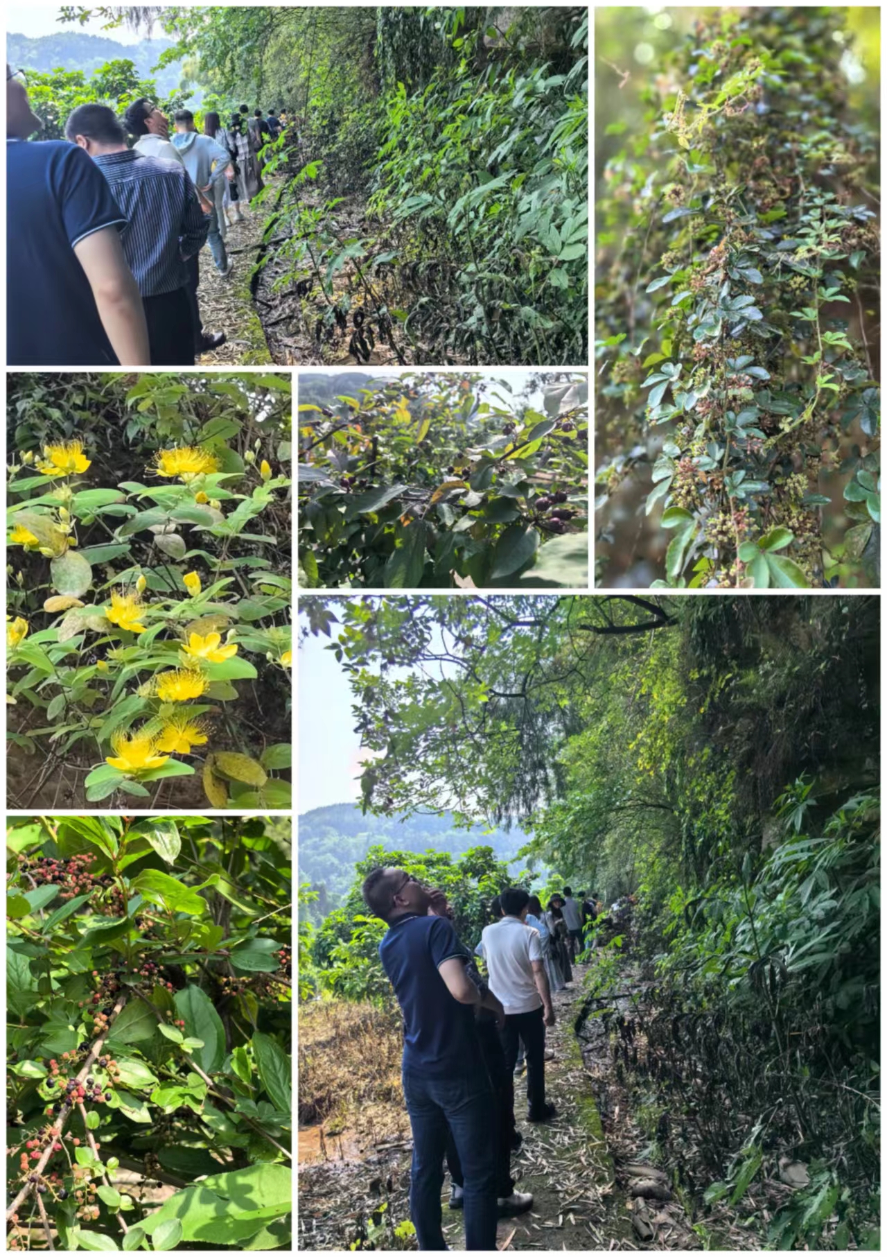 药学院工会开展“徒步识植物”活动