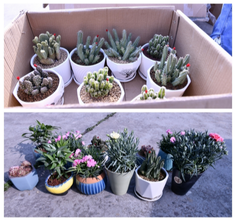 机关党委开展“护绿添绿建设生态文明校园”主题党日活动