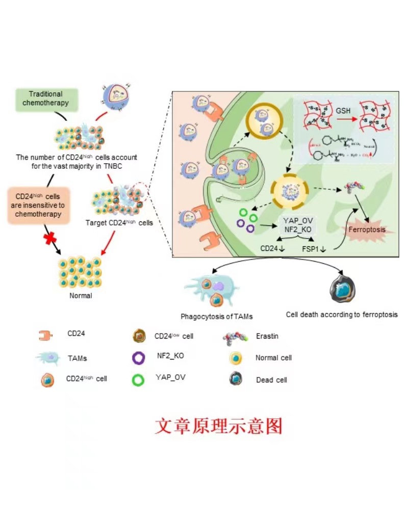 我校乳腺癌发病机制及转化治疗研究团队在《ACS NANO》发表原创性研究论文，实现三阴性乳腺癌精准靶向治疗新突破